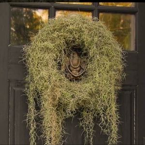 👻Gothic Spanish Moss Wreath Real live Organic Wreath witchy wreath Hallo…